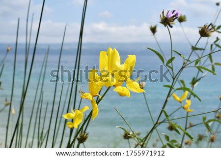 Fresh Yellow Broom Flower Near the Sea