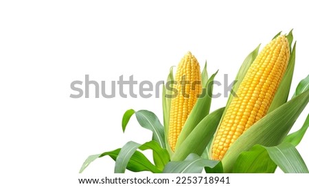 Fresh yellow corn isolated on white background.