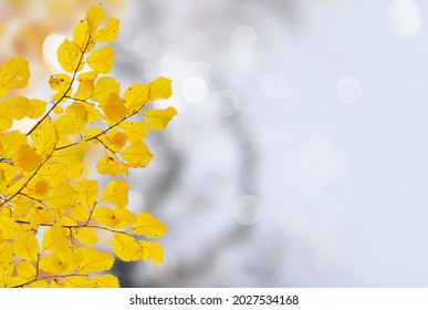 Fresh Yellow Fall Tree Foliage On Pale Blue Cloudy Sky Background