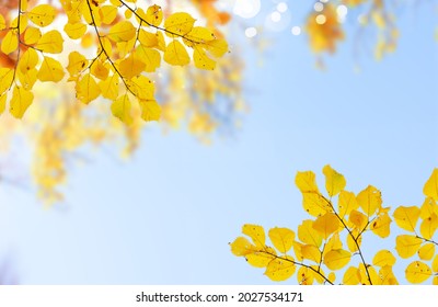 Fresh Yellow Fall Tree Foliage On Pale Blue Cloudy Sky Background