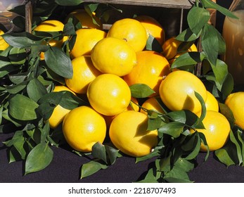 Fresh Yellow Lemon Yields. Ripe Citrus Fruits With Leaves, Close Up.