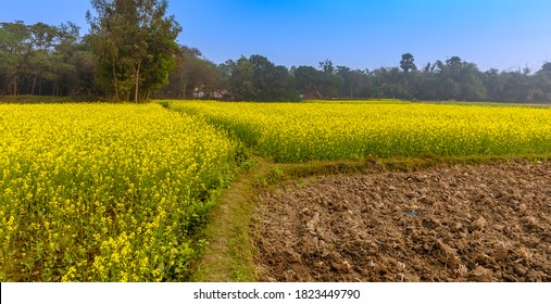 Fresh Yellow Mustard/ Canola  Plant Field.