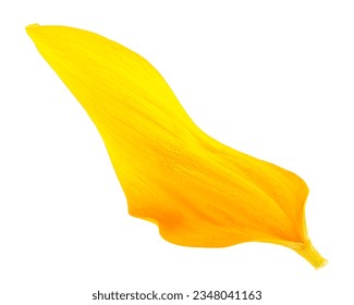 Fresh yellow petal of sunflower isolated on a white background
