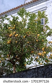 Fresh Yellow Ripe Lemons On Lemon Tree In Backyard. 