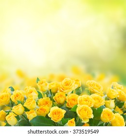 fresh yellow roses in green sunny garden