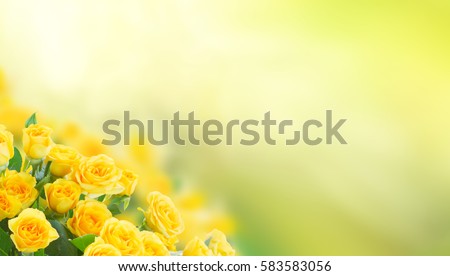 fresh yellow roses in green sunny garden