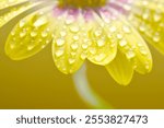 Fresh Yellow Spring Flower with Water Drops light yellowish background