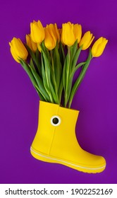 Fresh Yellow Spring Flowers Tulips In Rubber Yellow Rain Boot On Purple Background. Spring Concept