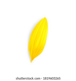 Fresh Yellow Sunflower Petal Isolated On White, Top View