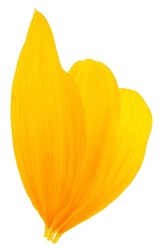 Fresh Yellow Sunflower Petals Isolated On A White Background, Top View. Three Yellow Petals.