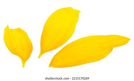 Fresh yellow sunflower petals isolated on a white background, flat lay. Three yellow petals. - Powered by Shutterstock