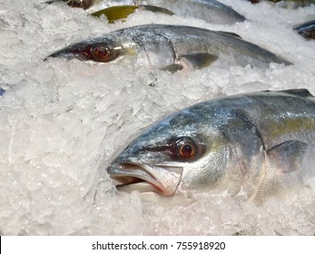 Fresh Yellow Tail Fish Freeze On Ice