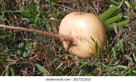 Fresh Yellow Turnip. Background Of Russian Turnips. Yellow Turnips On The Grass In The Garden.