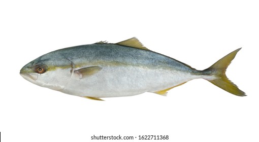 Fresh Yellowtail Amberjack Fish Isolated On White