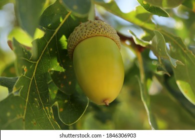 Fresh And Young Acorn On The Tree