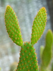 Fresh And Young Bud Of Rabbit Cactus Or Opuntia Cactus With Elongated Oval Shape, Show Group Fine Spine In Orange Cluster