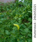 Fresh young cayenne pepper plants with green leaves 2