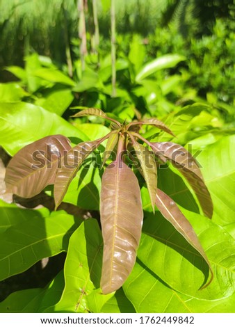 fresh young developing tree buds 