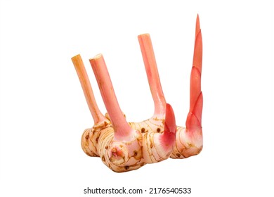 Fresh Young Galangal Root Isolated On White Background, Alpinia Galanga