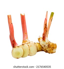 Fresh Young Galangal Root Isolated On White Background, Alpinia Galanga