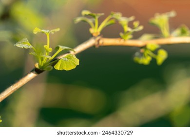 Fresh and young Ginkgo Biloba 
leaves covered with dew. - Powered by Shutterstock