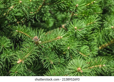 Fresh young green branches of a coniferous tree spruce in nature