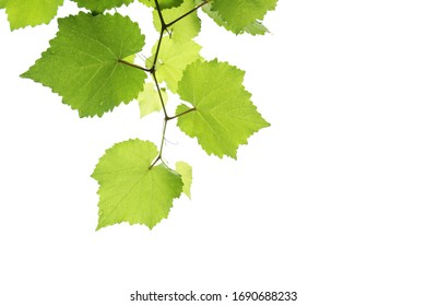 Fresh Young Green Grape Leaves On Isolated White Background