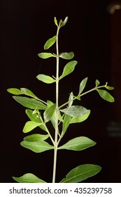  Fresh Young Henna Plant,selective Focus Photograph.