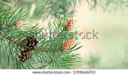 fresh young Pine buds on branches close up, green natural background. blossom Scots pine buds with orange pollen used of healthy drugs in alternative medicine. spring season