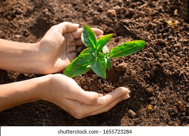 Fresh Young Plant Growth In Soil In Hand. Plant,tree As Symbol Of Start New Life, Care About Nurture And Environmental Conservation. Female Hands Holding Green Sprout With Soil.