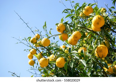 Fresh Yuzu Orange Tree