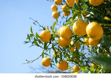 Fresh Yuzu Orange Tree