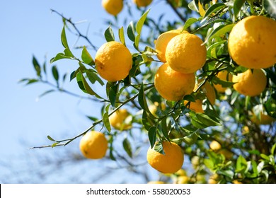 Fresh Yuzu Orange Tree