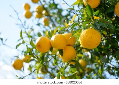 Fresh Yuzu Orange Tree