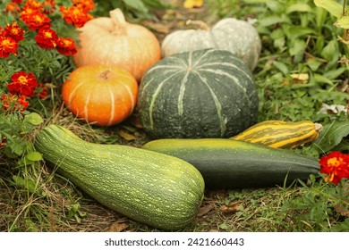 Fresh zucchini and colorful pumpkin harvest in garden close up - Powered by Shutterstock