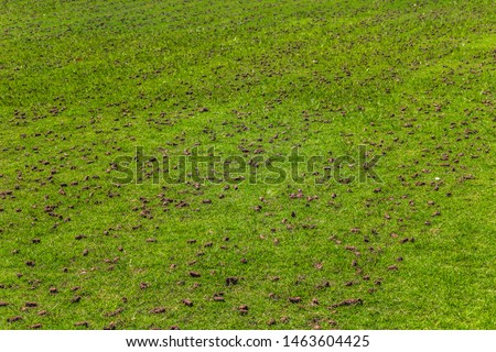 Freshly aerated grass on a sports field with soil cores still on top of turf