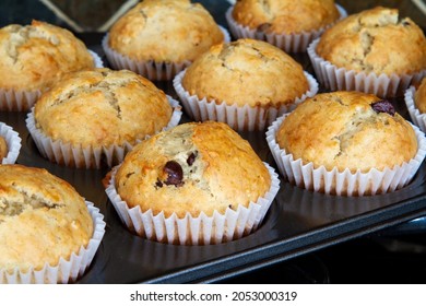 Freshly Baked Homemade Banana Chocolate Chip Muffins; Out Of The Oven Muffins In Muffin Cups