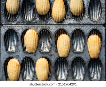 freshly baked shell shaped Madeleine cookies removed from vintage metal mold pan