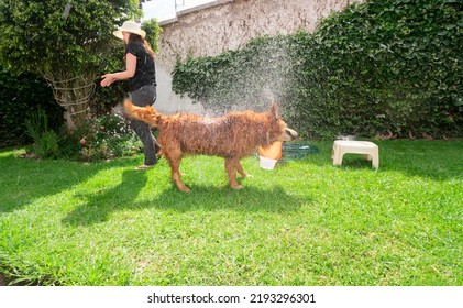 Freshly Bathed Golden Retriever Dog Shaking The Body Forcefully Expelling Drops Of Water In The Garden Of His House During A Sunny Day