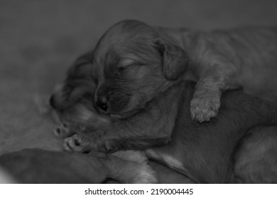 Freshly Born Puppies Of The Cockapoo Breed. Best Breed.  Litter  Small Puppies Design Modern Dog Cockapoo. Gold Color With White Characters.