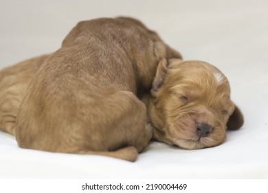 Freshly Born Puppies Of The Cockapoo Breed. Best Breed.  Litter  Small Puppies Design Modern Dog Cockapoo. Gold Color With White Characters.