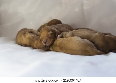 Freshly Born Puppies Of The Cockapoo Breed. Best Breed.  Litter  Small Puppies Design Modern Dog Cockapoo. Gold Color With White Characters.