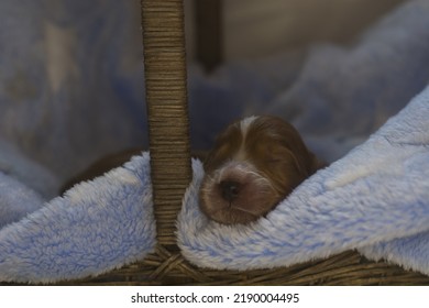 Freshly Born Puppies Of The Cockapoo Breed. Best Breed.  Litter  Small Puppies Design Modern Dog Cockapoo. Gold Color With White Characters.