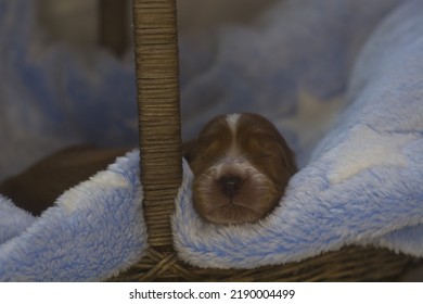 Freshly Born Puppies Of The Cockapoo Breed. Best Breed.  Litter  Small Puppies Design Modern Dog Cockapoo. Gold Color With White Characters.