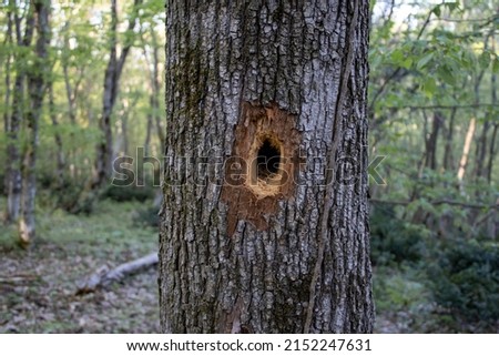 A freshly carved hole in s tree made by woodpecker