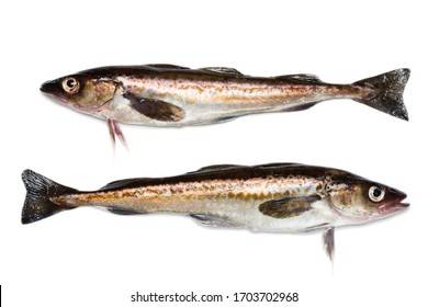 Freshly Caught Alaska Pollock Fish Isolated On White