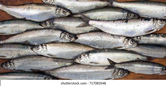 Freshly Caught Atlantic Herring On Cutting Board