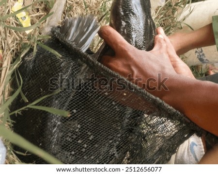 Similar – Image, Stock Photo Freshly Caught Catfish on a Ceramic Plate on an old Wooden Boardwalk