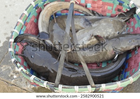 Similar – Image, Stock Photo Freshly Caught Catfish on a Ceramic Plate on an old Wooden Boardwalk