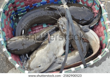Similar – Image, Stock Photo Freshly Caught Catfish on a Ceramic Plate on an old Wooden Boardwalk